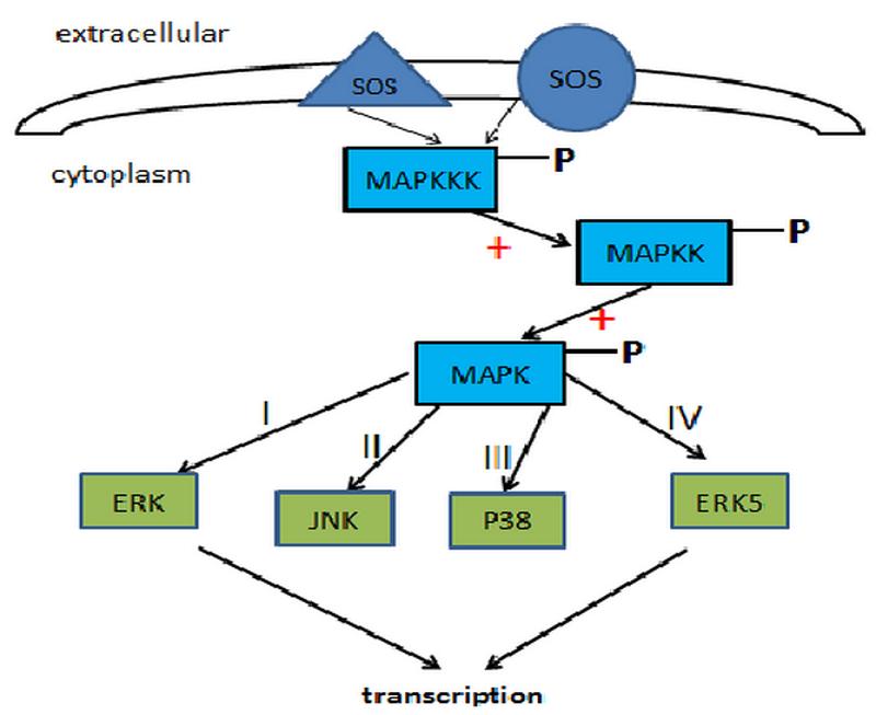 科学外部特征分类 0