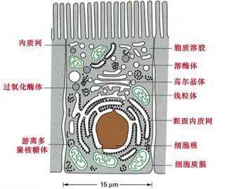 生物膜结构体系