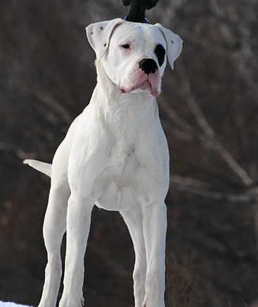 阿根廷杜高犬