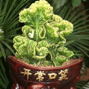 玉麒麟(大戟科植物)