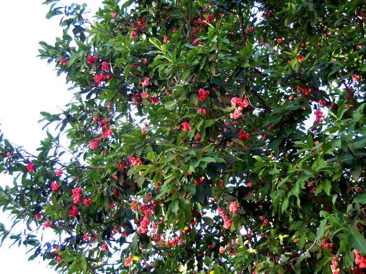 广东蒲桃,桃金娘科蒲桃属的植物,是中国的特有植物.