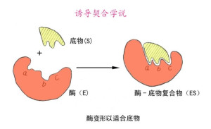 诱导契合学说