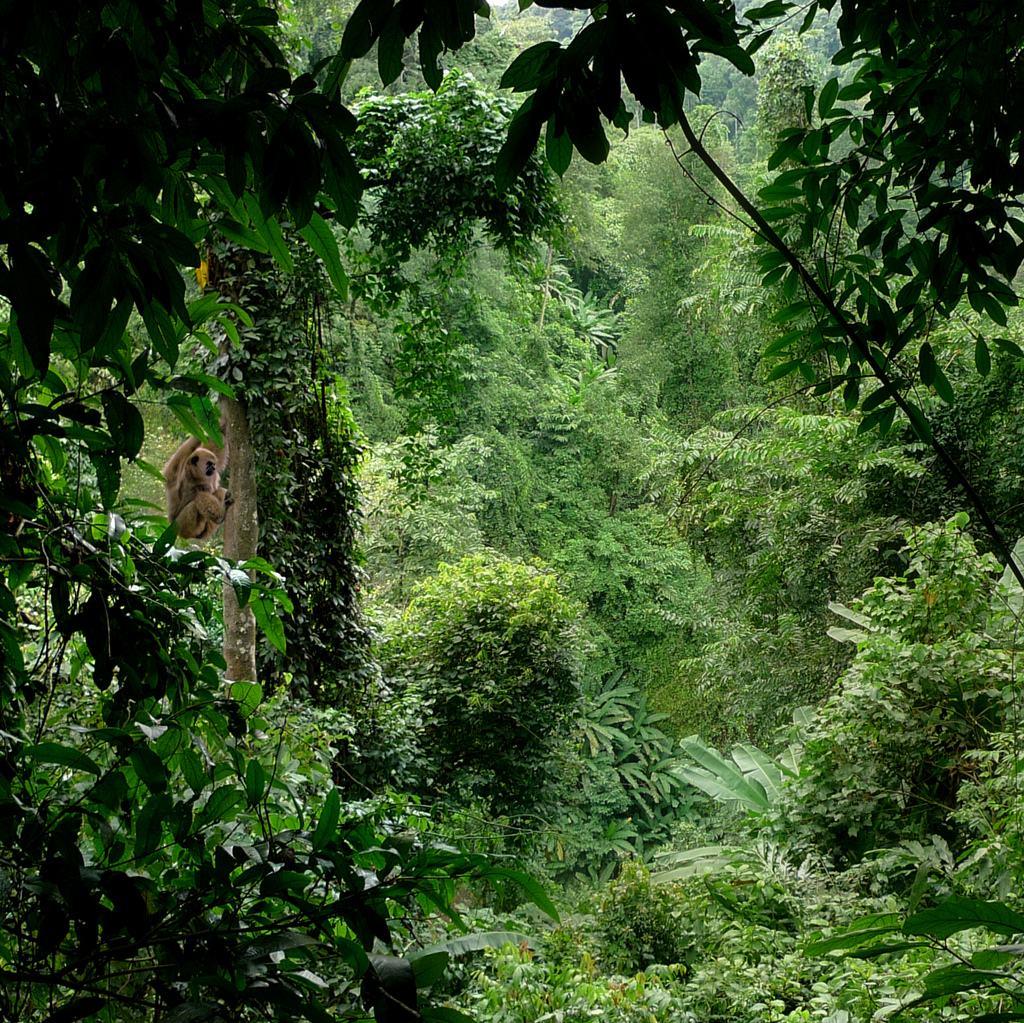 热带季风林