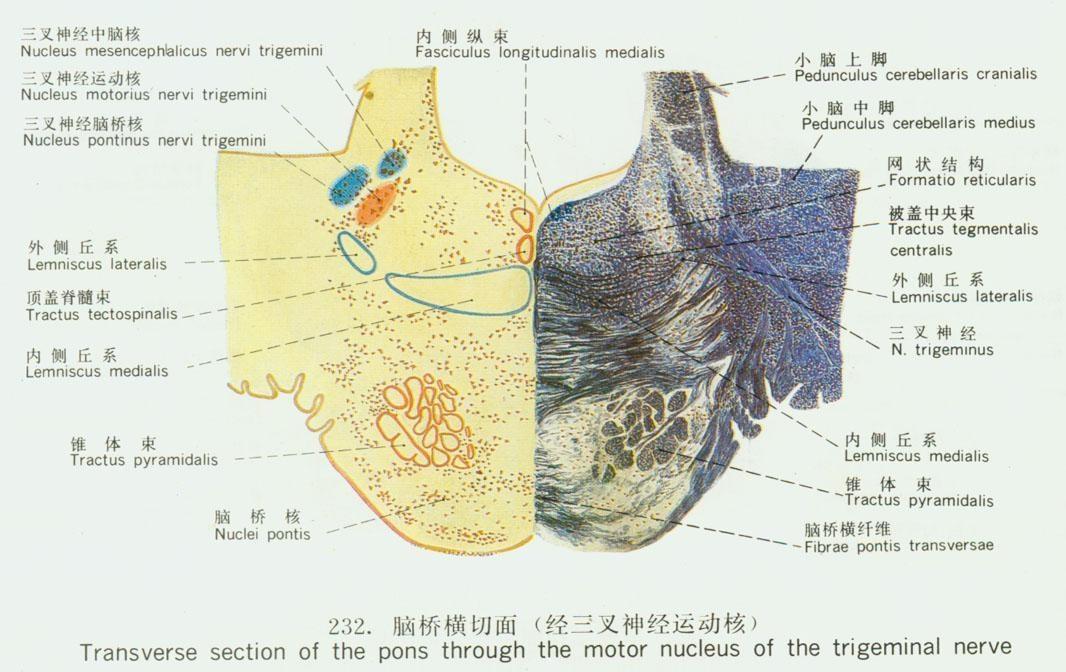 脑桥核