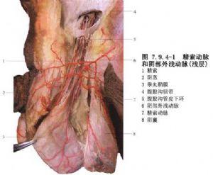 睾丸摘除术