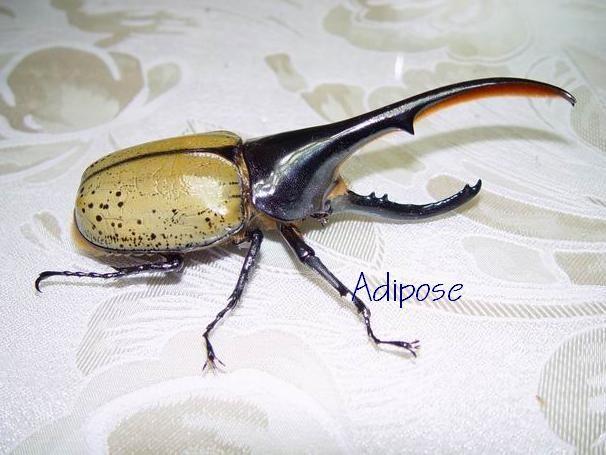 成虫体长可达180毫米,是全世界最大的甲虫.