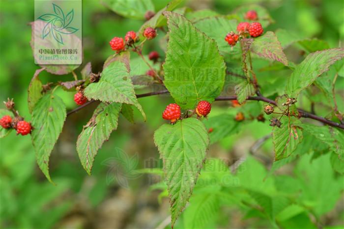 三花悬钩子(学名:rubus trianthus)是蔷薇科悬钩子属的植物.