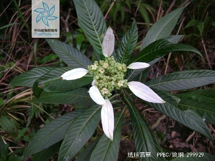 球茜草(中国高等植物图鉴)假黄杨(广东台山)