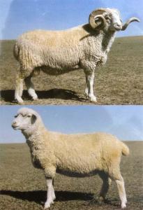 属 绵羊属  亚科 门 界 动物界  目 亚目 牛科  词条标签: 羊动物 免