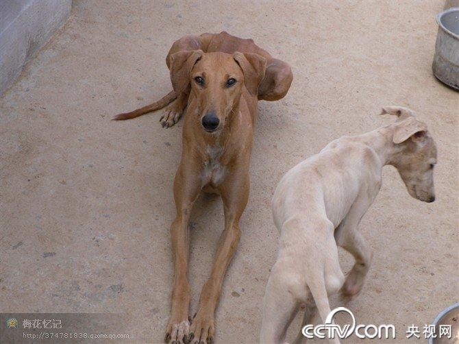 格力犬种群渊源很多人都相信,此品种的起源上朔至古埃及,在那里有一