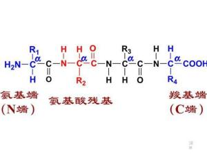 框式水平仪和条式水平仪校准规范_多肽链中主链骨架_有一条多肽链,分子式