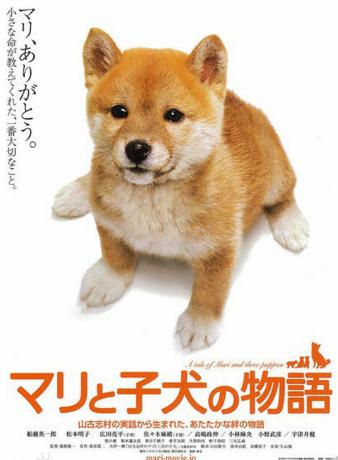 柴犬奇迹物语国语