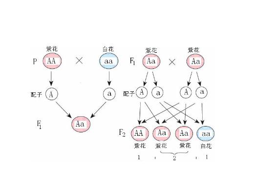 性状分离