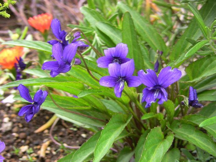 紫花地丁(堇菜科堇菜属植物) - 搜狗百科