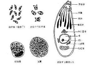 弓形虫