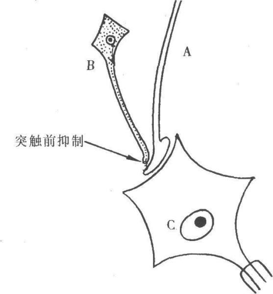 突触前抑制,通过改变突触前膜的活动,最终使突触后神经元兴奋性降低