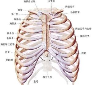 第8-10对肋骨不直接与胸骨相连,其前端借助肋软骨和上位肋软骨连结