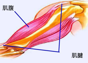 肌腱