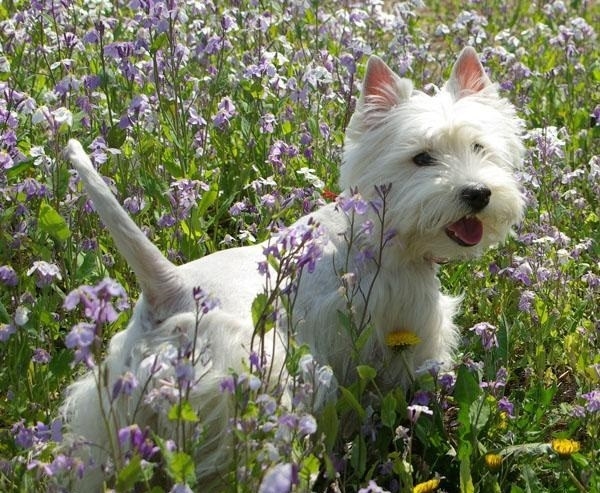 西高地白梗犬 搜狗百科