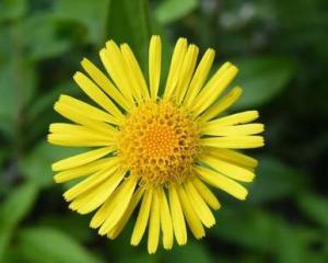 旋复花(拉丁学名:inula japonica thunb,菊目菊科旋复花属植物.