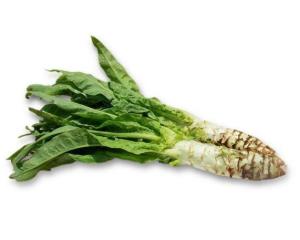 笋是什么类植物 300