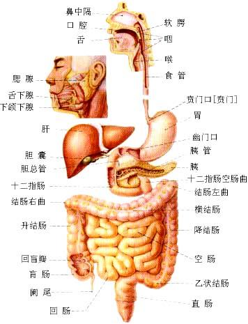 消化道溃疡