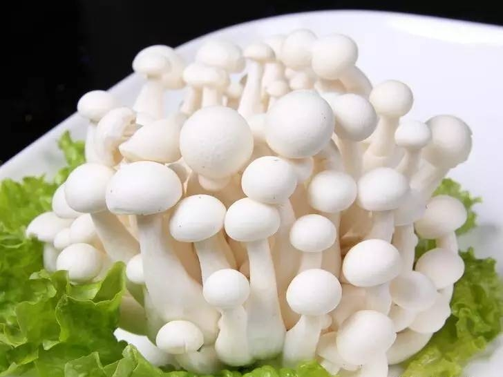 白玉菇