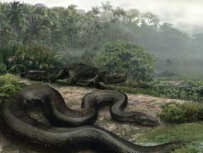 蛇是爬行还是两栖动物 300