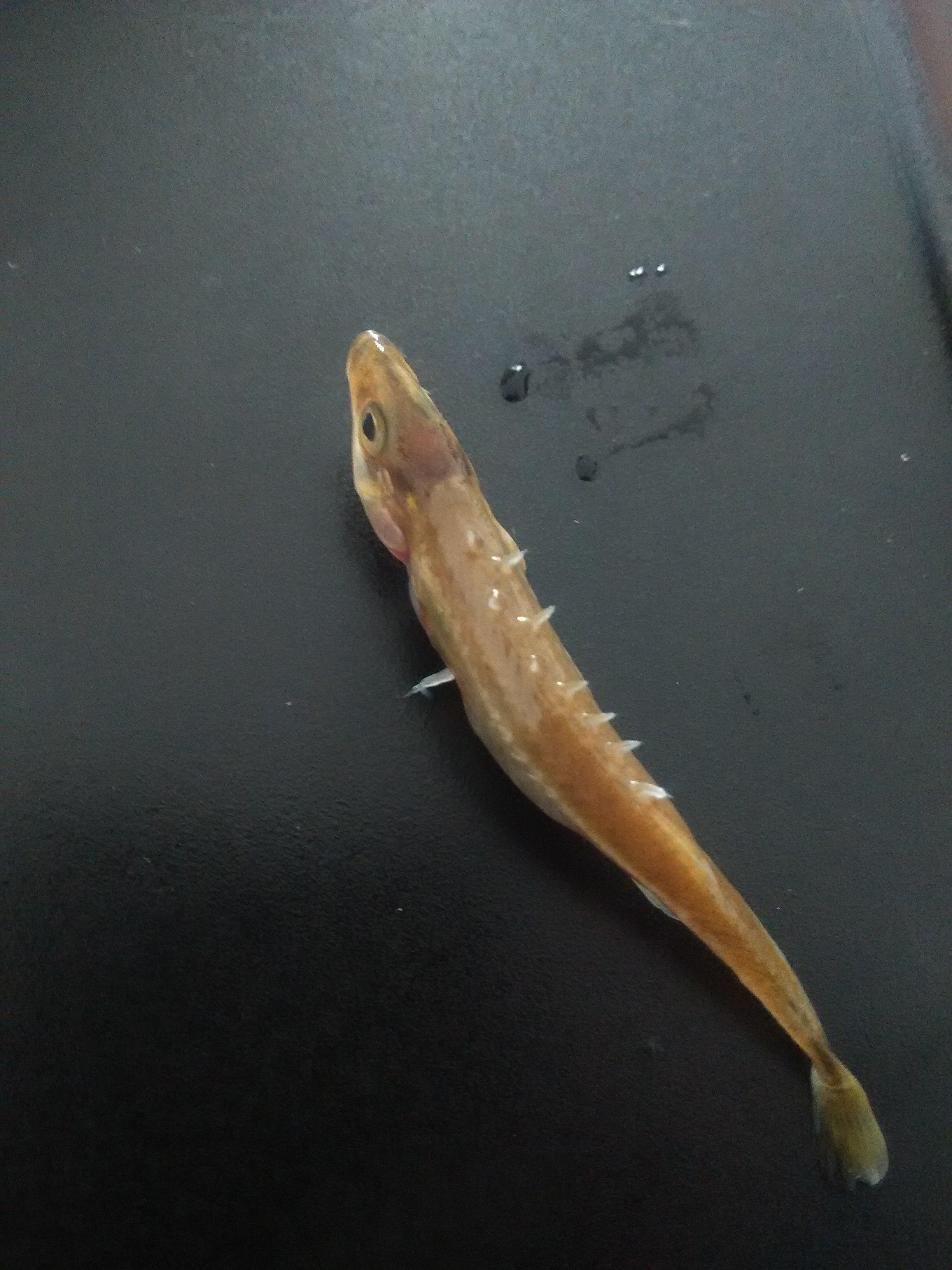 中华九刺鱼