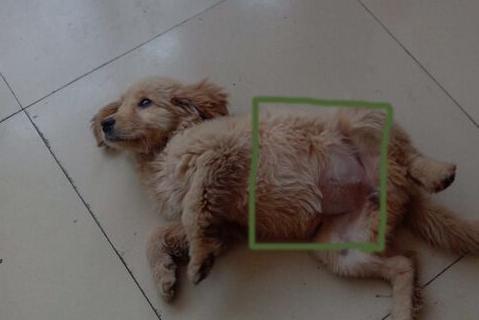 犬瘟热