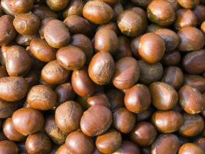 坚果是什么科什么属 300