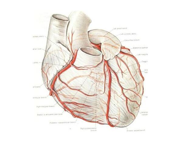 只有当冠脉主干发生狭窄或阻塞,而侧支血管两端出现 压力差时,或某些