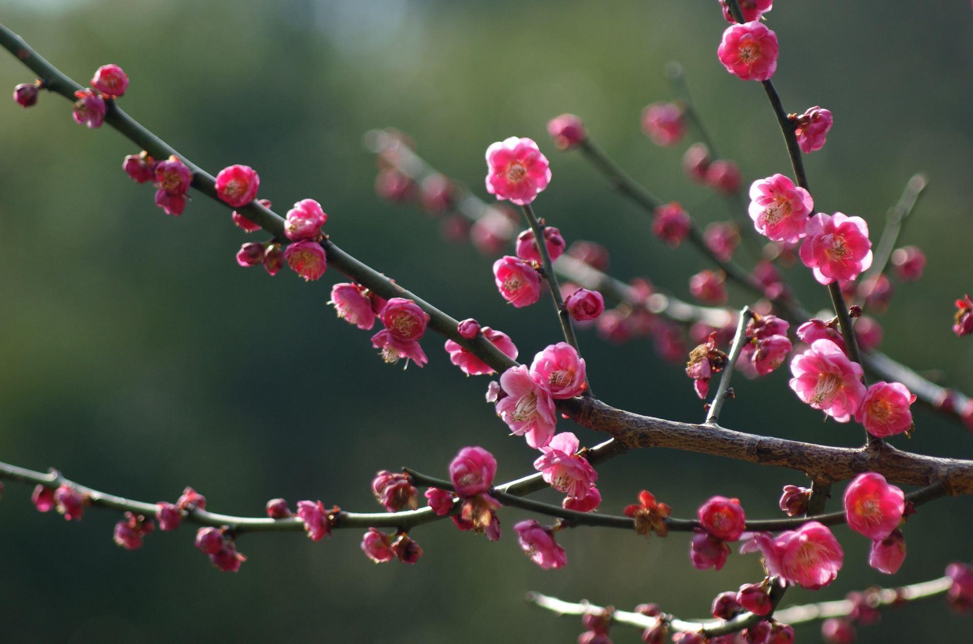 梅花壁纸