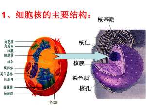 录目英国科学家布朗于1831年发现并命名发现是细胞遗传与代谢的调控