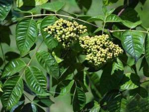 吴茱萸（芸香科植物）