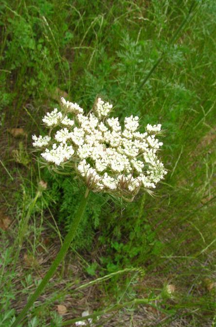 鹤虱草