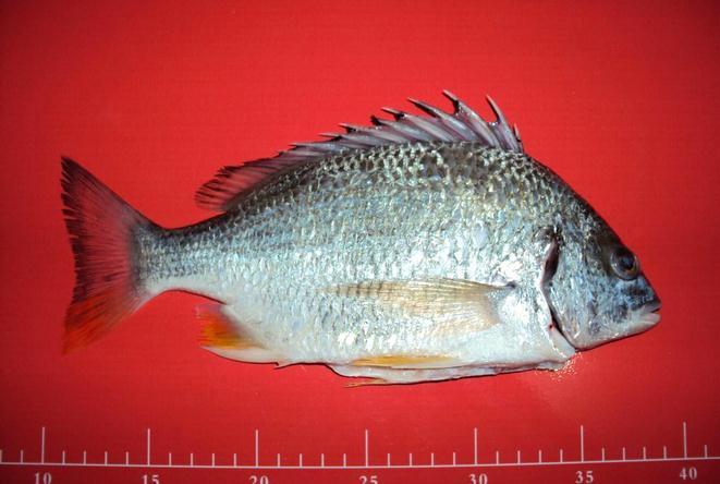 黄翅鱼(sparuslatus,别名:黄鳍鲷,黄脚立等)属于棘鲷属黄鳍棘鲷种.