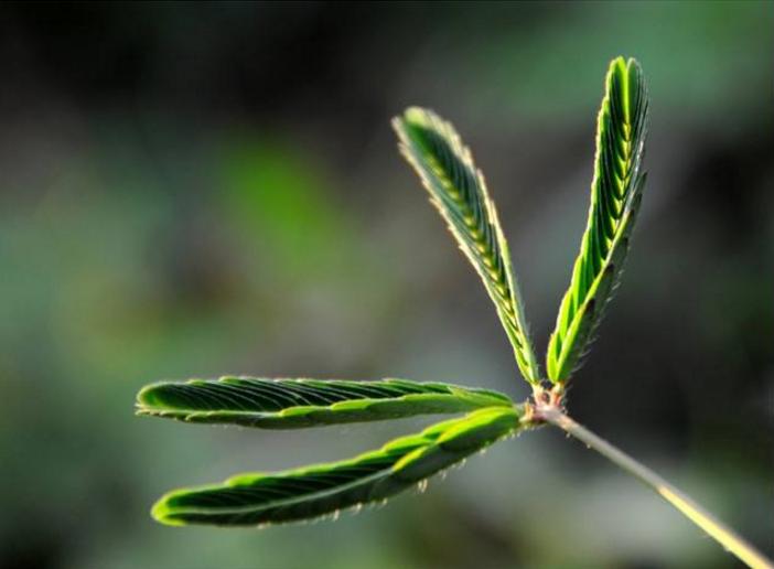 全部版本 历史版本  当天空晴朗,空气干燥时,含羞草的闭合能力比摊开