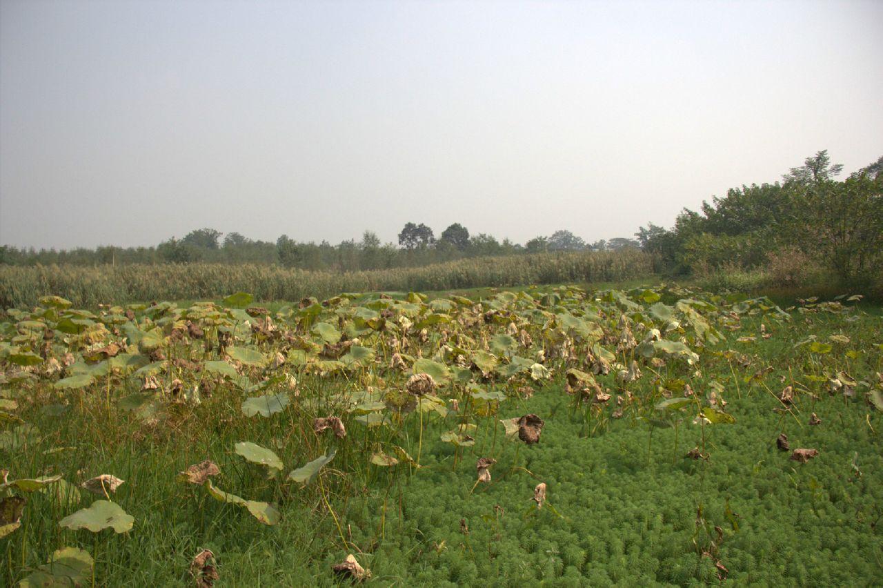 云桥湿地