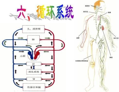 人体九大系统