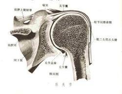 肩关节结核出现方肩畸形.肩关节结核比较少见,只占全身骨关节结核的1.