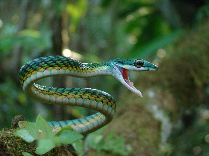 蛇是怎么爬到大树上去的 0