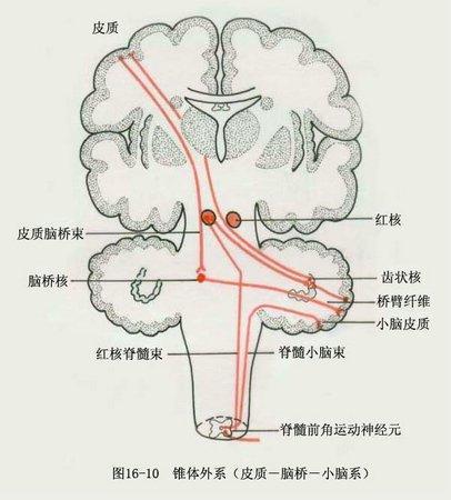 包括纹状体(尾状核,壳核和苍白球),红核,黑质及底丘脑核,总称基底节