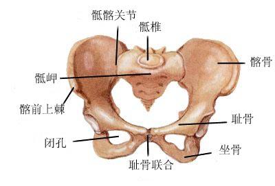 孕妇耻骨痛是怎么回事,耻骨疼生男孩原理,孕妇耻骨痛怎么缓解