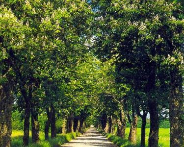 深圳主要道路有哪些主要的行道树是什么呀谢谢了