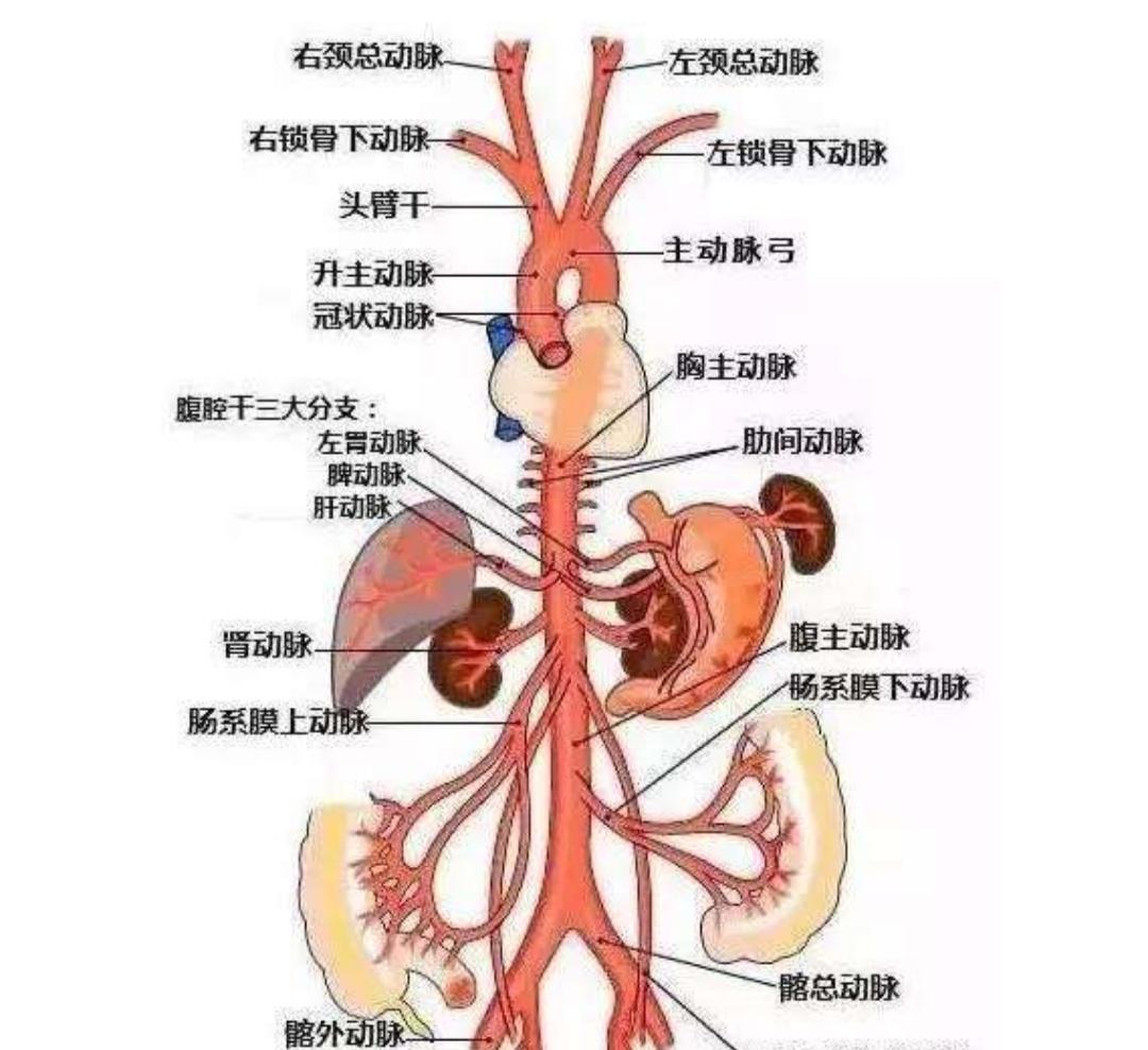 颈动脉窦(carotid sinus)为颈总动脉末端和颈内动脉起始处的膨大部分.