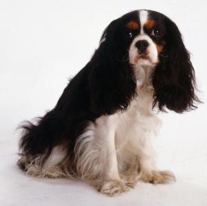 骑士查理王猎犬