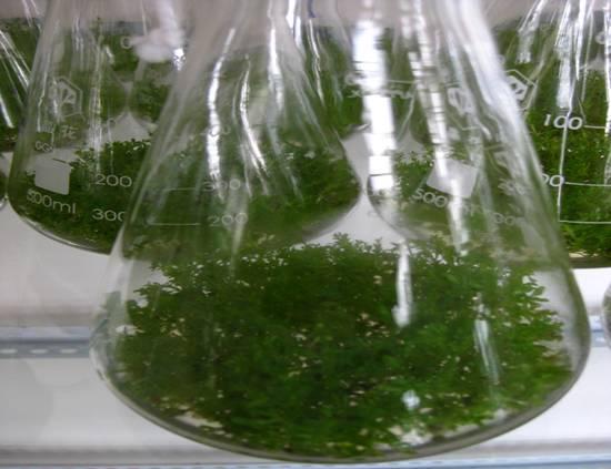 组培设计图分享展示