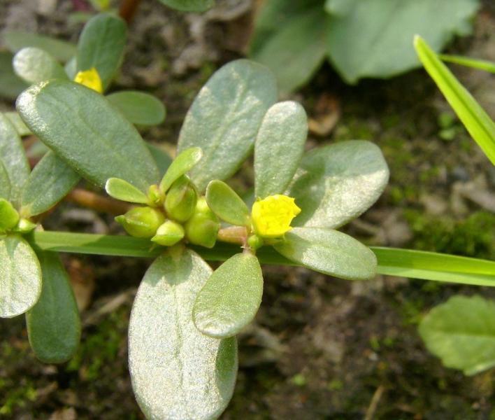 马笕菜