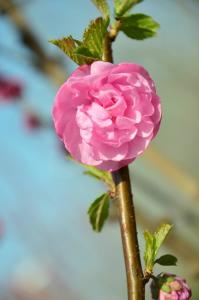 小叶野海棠